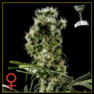 Arjan Haze#2 Feminized