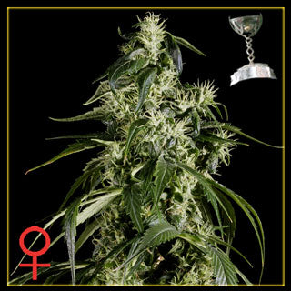 Arjan Haze Feminized