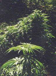 Haoma marijuana seeds