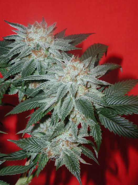 Honey White BX2 marijuana seeds