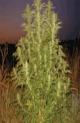 Indian Light marijuana seeds