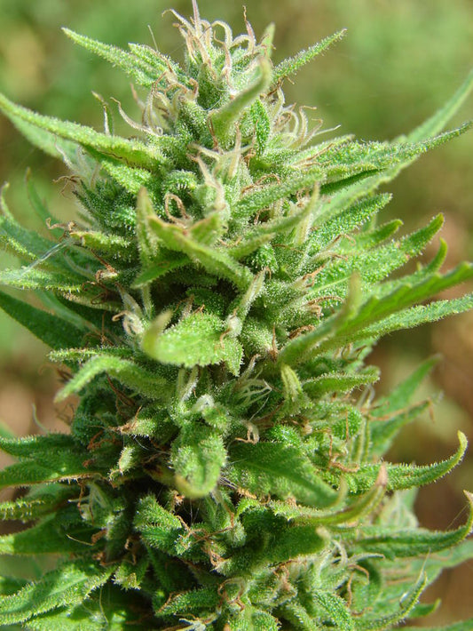 Jungle Juice marijuana seeds