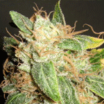 Kaia Kush marijuana seeds