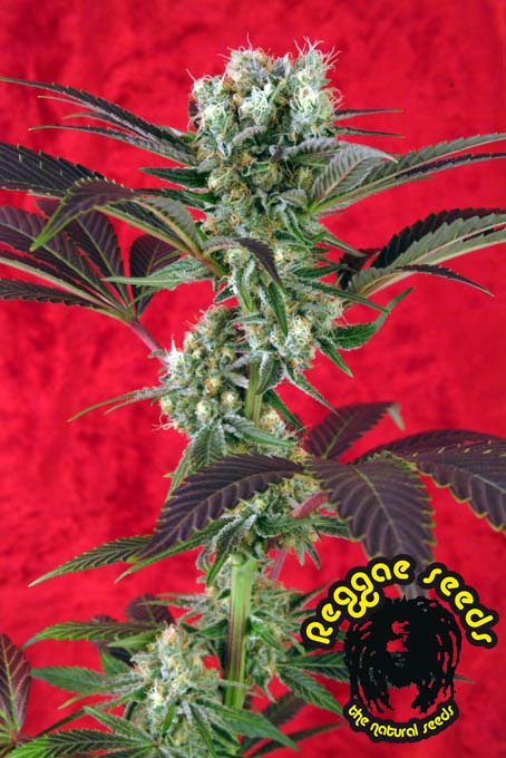Kalijah reggae cannabis seeds