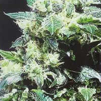 Northern Lights Special seeds