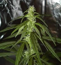 Swiss-xt marijuana seeds
