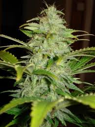 Kodiak Gold marijuana seeds