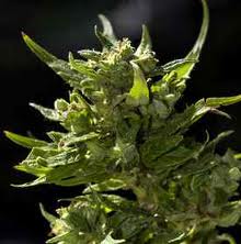 Krystals baby cannabis seed