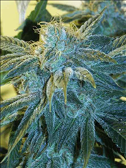 Lennon FEMINISED seeds