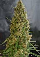 Light of Jah marijuana seeds