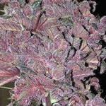 Add to Cart lowrider marijuana seeds