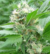 Magic bud feminzed