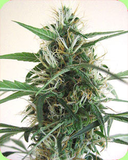Malawi 99 marijuana seeds