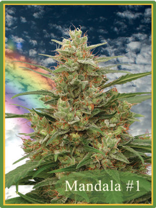 Mandala #1 marijuana seeds