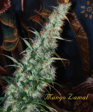 Mango Zamal marijuana seeds