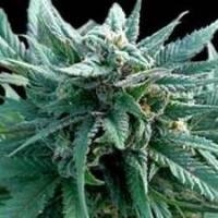 Medi bomb marijuana seeds