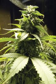 montana marijuana big bud seeds
