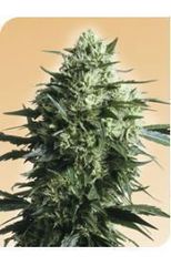 Mother`s Finest single seeds