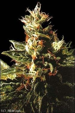 Northern pride marijuana seeds