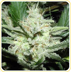 Odyssey marijuana seeds