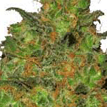 Og kush marijuana seeds