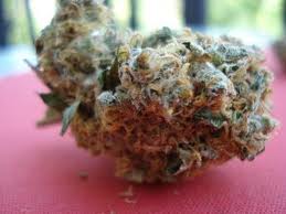 Orange Crush marijuana seeds