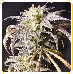 Oregon pinot Noir marijuana seeds