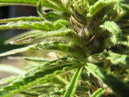 Pearl Shadow marijuana seeds
