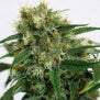 Phatt Fruity marijuana seeds female