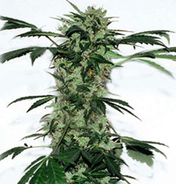 Poison Dwarf Cannabis Seeds