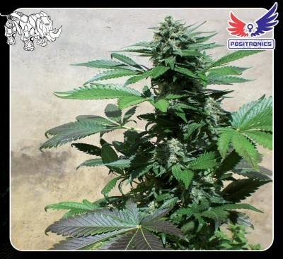 Blue Rhino marijuana seeds