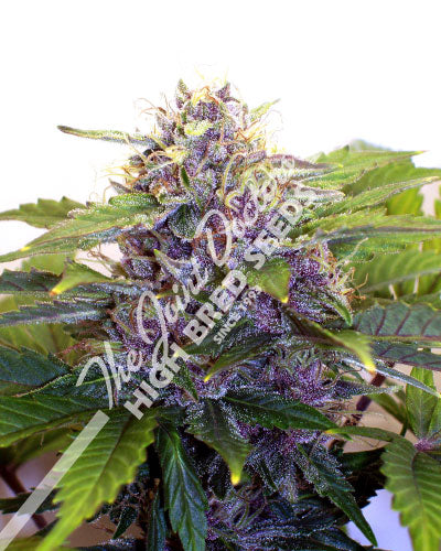 Purple Jems marijuana seeds