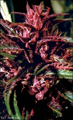 purple tops marijuana seeds