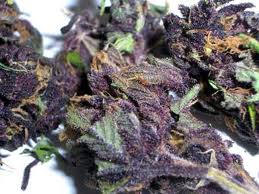 Bc Da purple marijuana