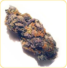 purple voodoo marijuana seeds