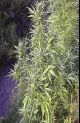 Redbec marijuana seed