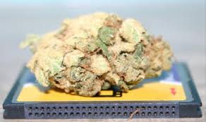 Rhino diesel cannabis seeds