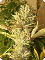 White Russian automatic single seeds