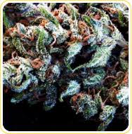 Rosetta Stone marijuana seeds