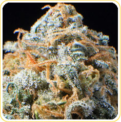 Shipwreck marijuana seeds