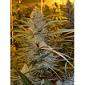 Sitchins Fire feminized seeds