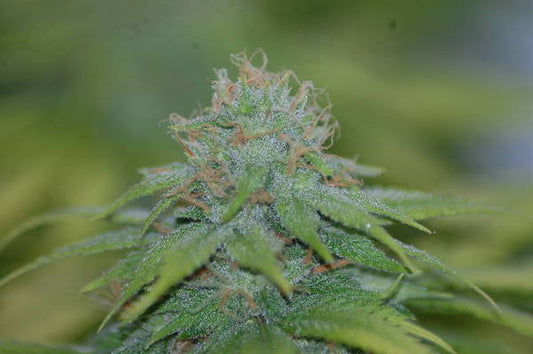 snowdog marijuana seeds