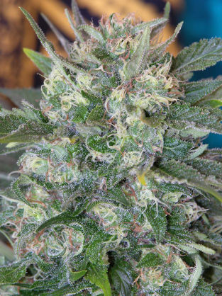 Speed Queen marijuana seeds