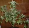 Apollo 11 G Pheno cannabis regular seed