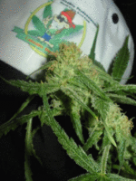 Cinderella C99 marijuana regular seeds