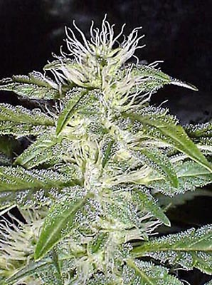 strawberry ice marijuana seeds