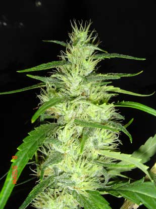 Super Silver Cheese seeds