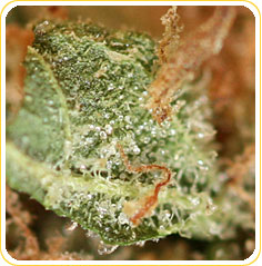 Super Sour Flower marijuana seeds