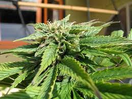 Sweet lady marijuana seed
