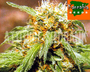 Thai Fantasy marijuana seeds